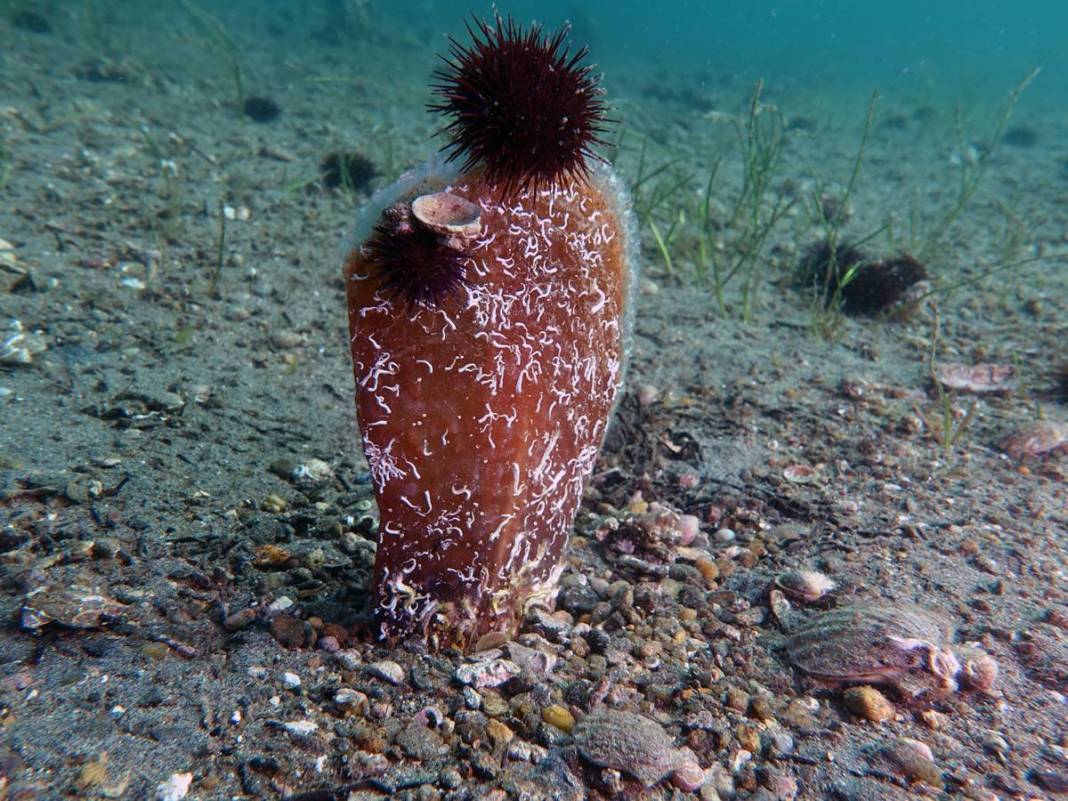 Marmara Denizi'nin son umuduydu: Cesetleri karaya vurdu! Uzmanlar endişeli, ekosistem tehlikede 12